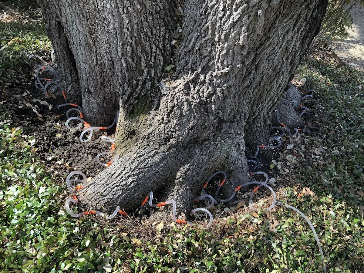 Detailed Tree Cabling and Bracing job site in Freer
