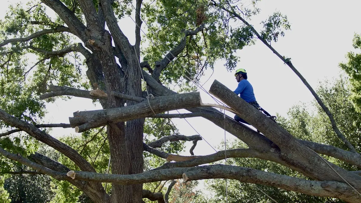Professional Hazardous Tree Removal performed by certified arborists in Freer