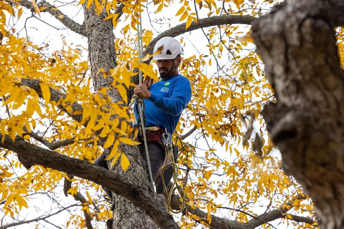 Skilled Storm Damage Cleanup crew working in Freer