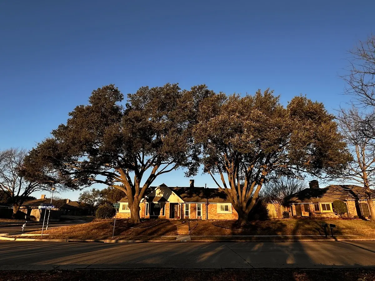 Established residential canopy tree shading a home in Freer